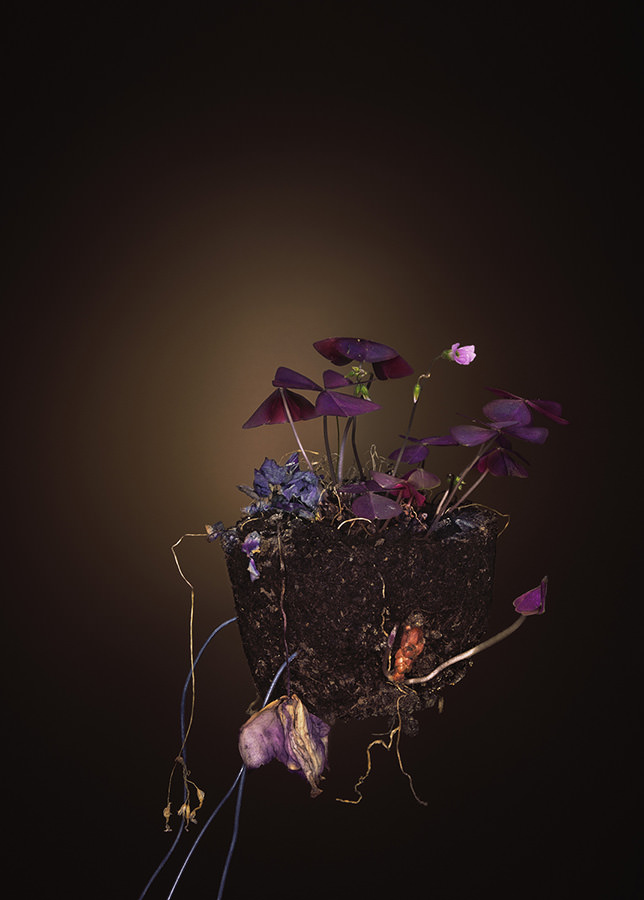 Dreieckiger Glücksklee