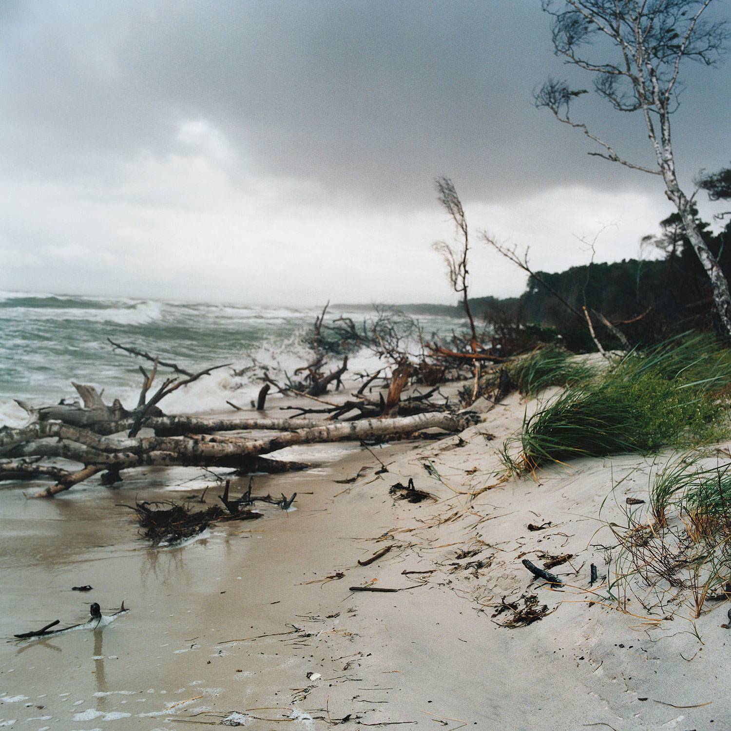 umgestürzte Bäume am Strand