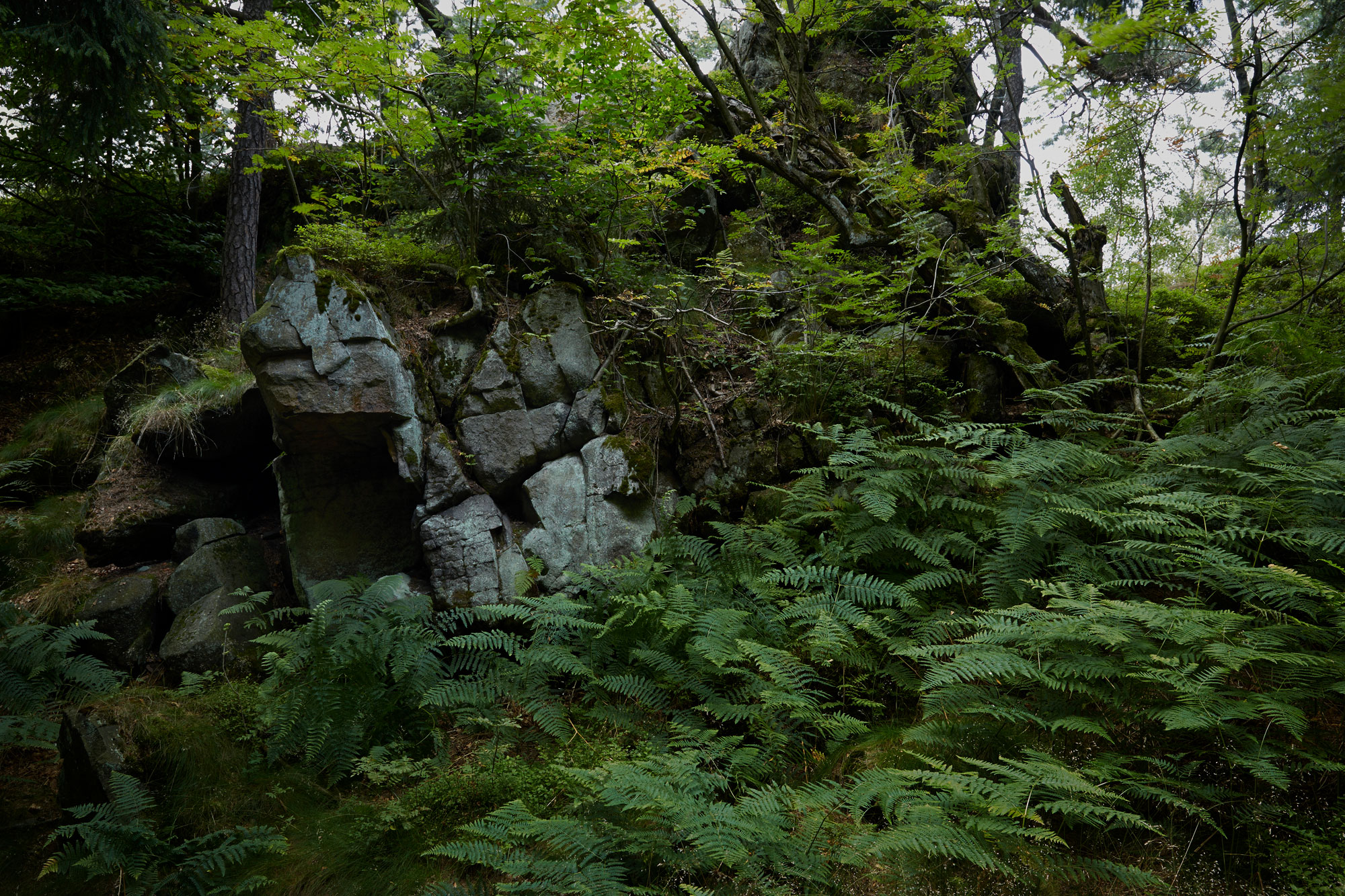 Bunker im Wald